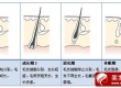 头发基本知识